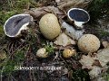 Scleroderma citrinum-amf1765